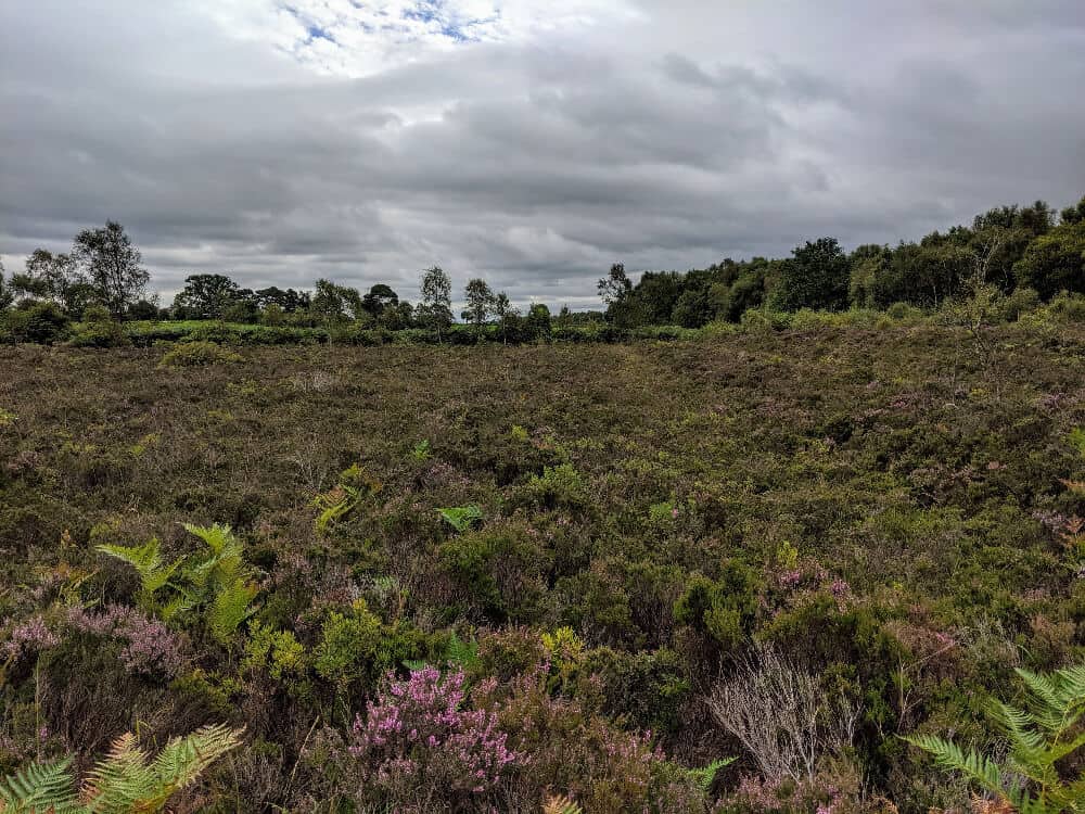 Photo of clouds, trees, heather and grasses which can be seen at Peatlands Park in Dungannon