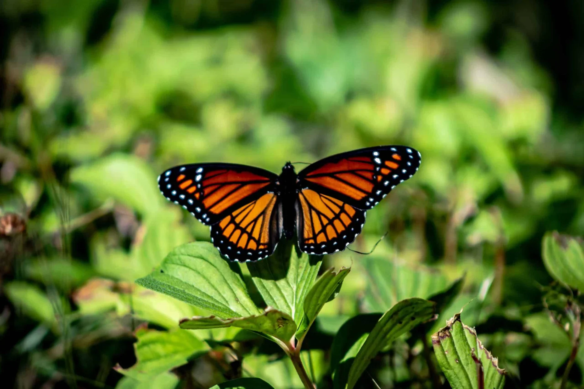 Butterfly