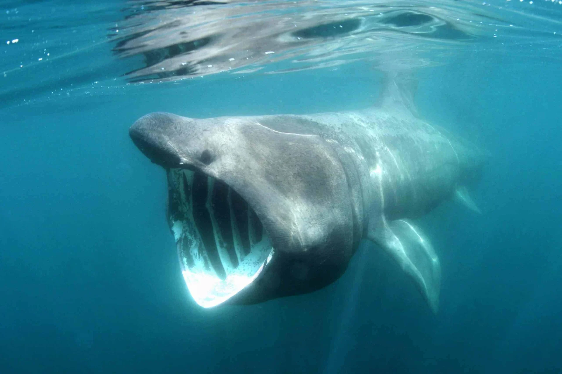 Marine Conservation and Disturbance