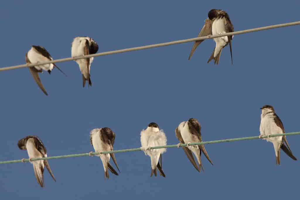 House Martins sitting on the telephone wire