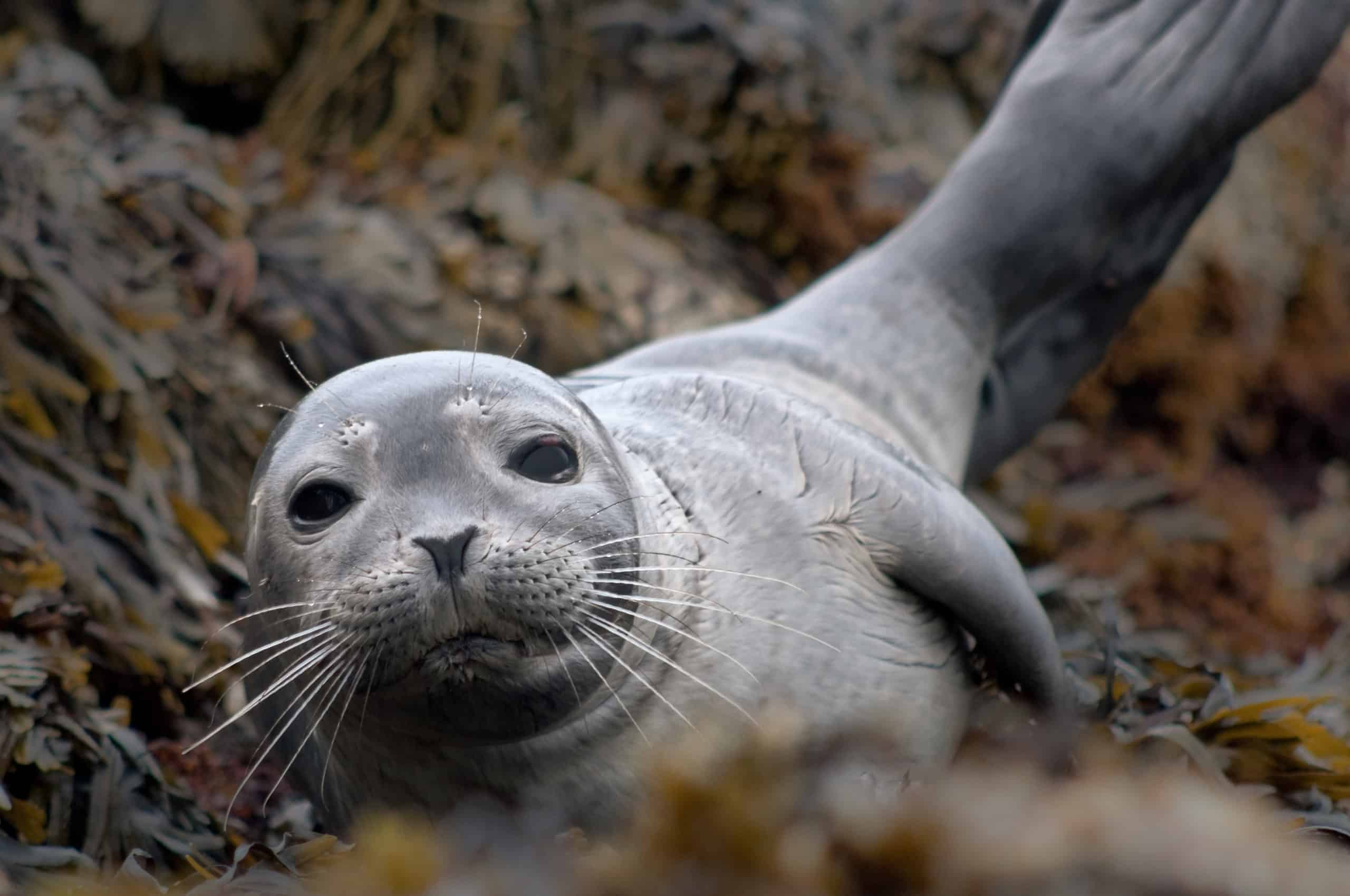 Marine Conservation and Disturbance