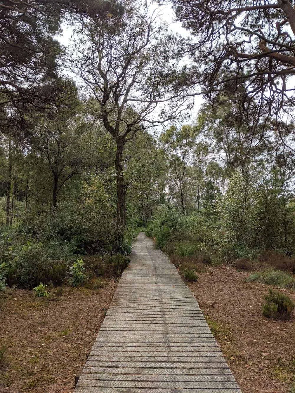 Peatland boardwalk