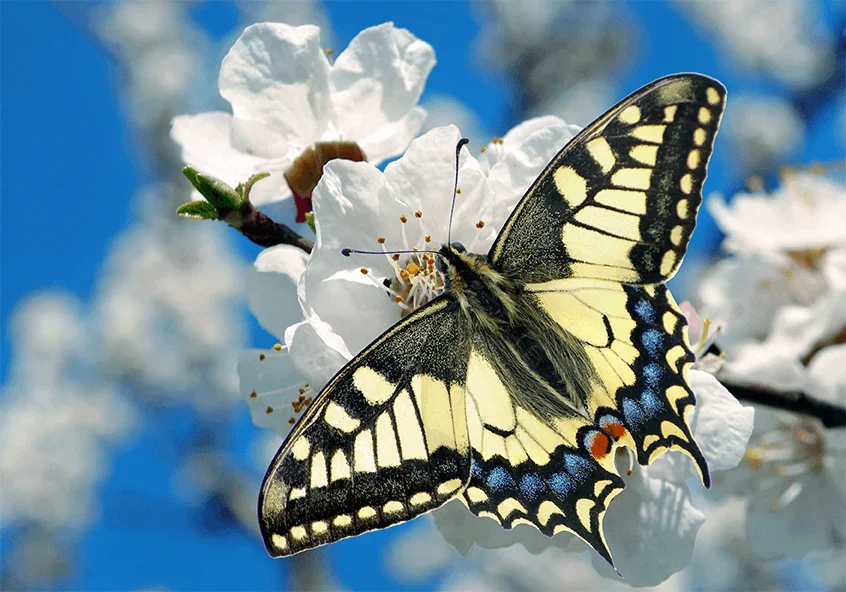 Change for Nature Campaign butterfly