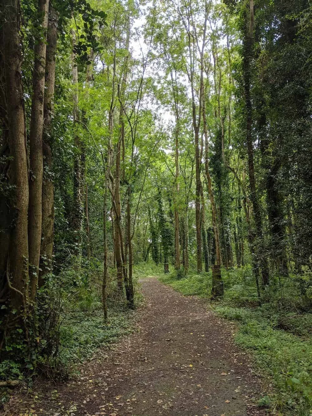Peatland forest