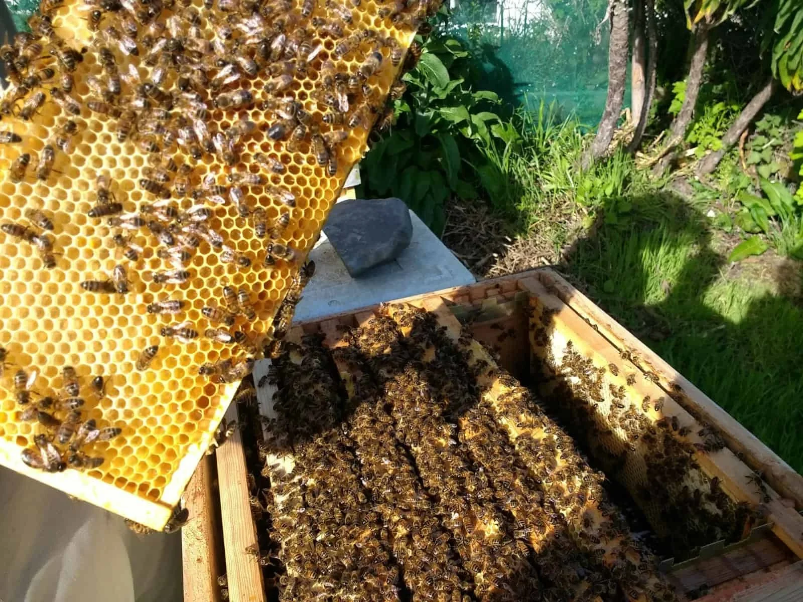Bees in a beehive