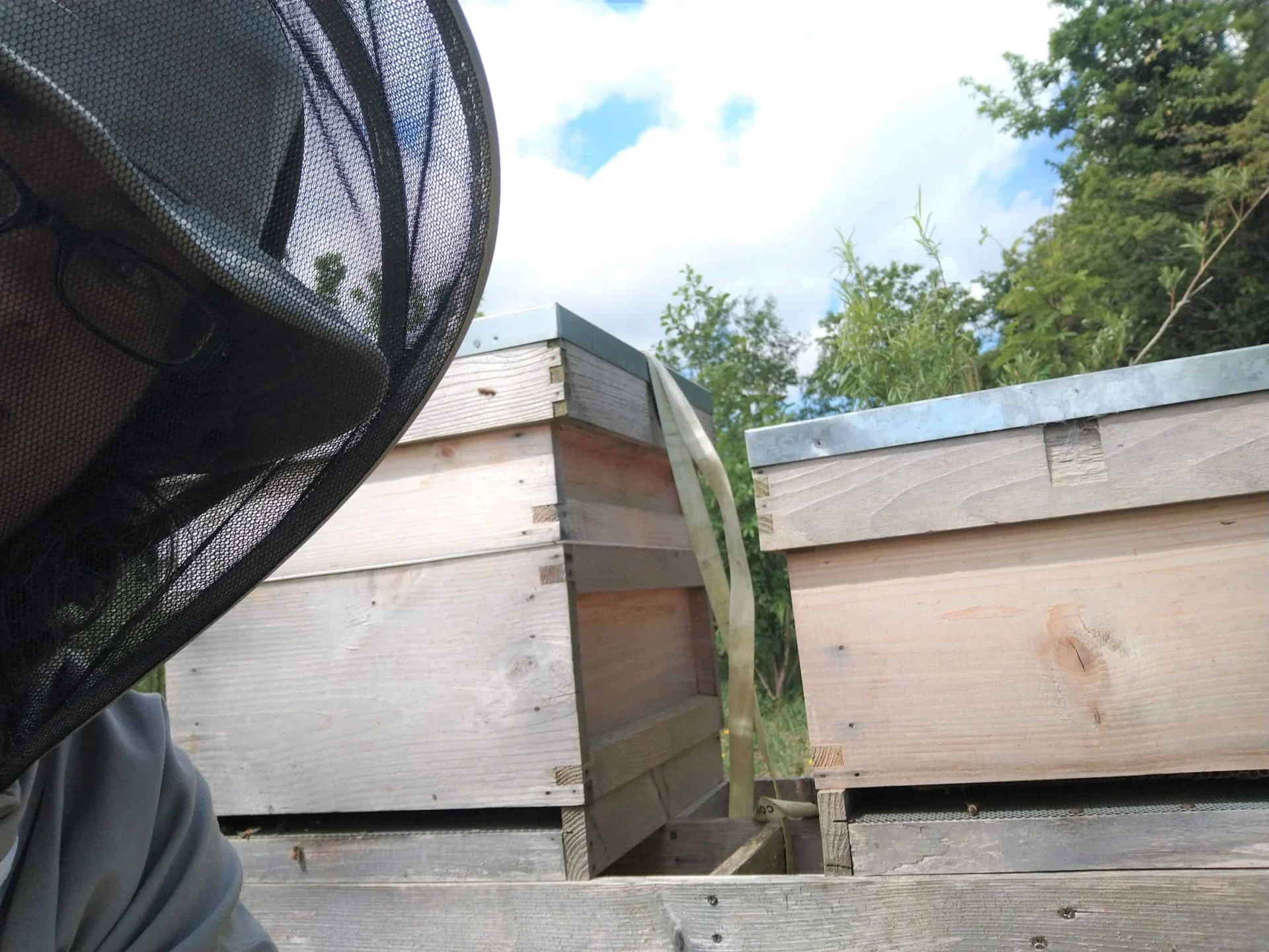 Woman in beekeepers outfit crouching beside wooden beehives, trees in background