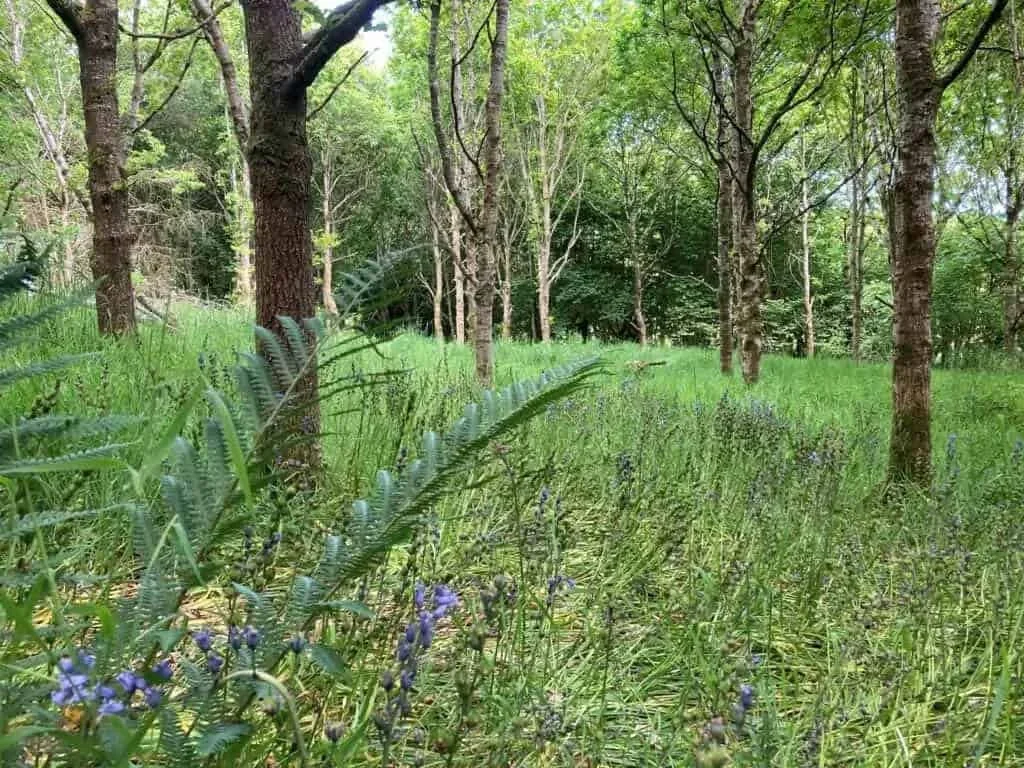 Established woodland planted 30 years ago