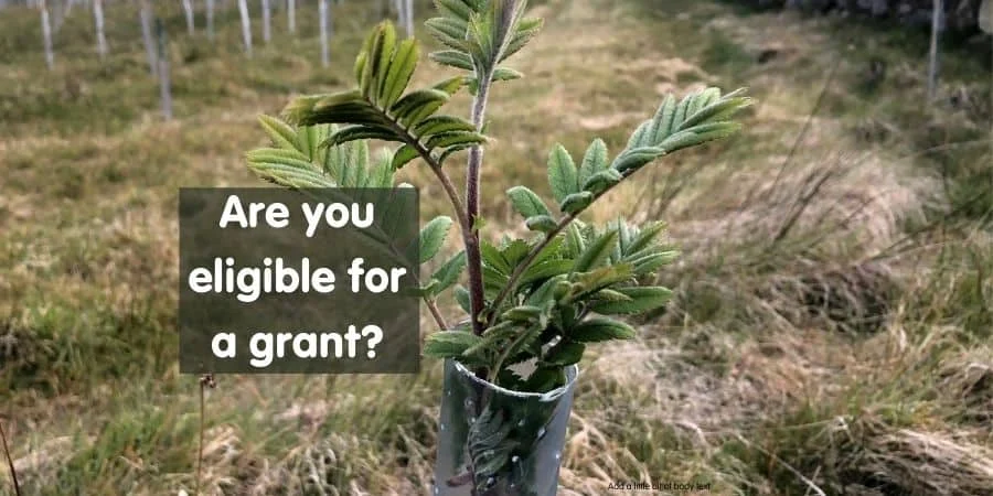 Grant-for-landowners-to-plant-trees-on-their-land