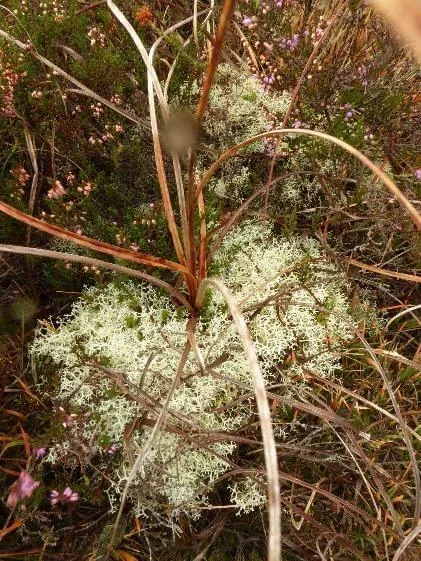 healthy cladonia lichen 