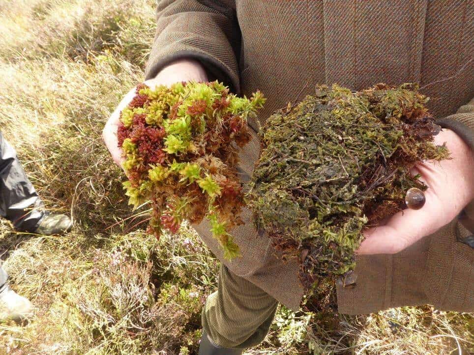 Healthy sphagnum moss (left) versus a sample that has been damaged by air pollution (right).