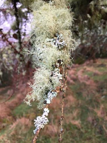 Healthy lichens growing on this tree branch – this is what we should expect in a mild, damp climate like Northern Ireland.