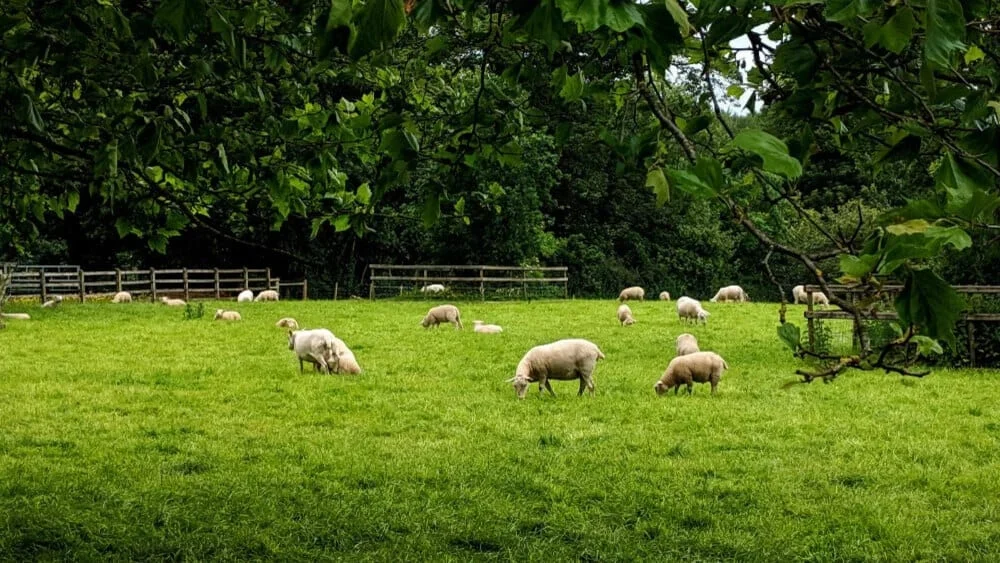 Sheep in a field