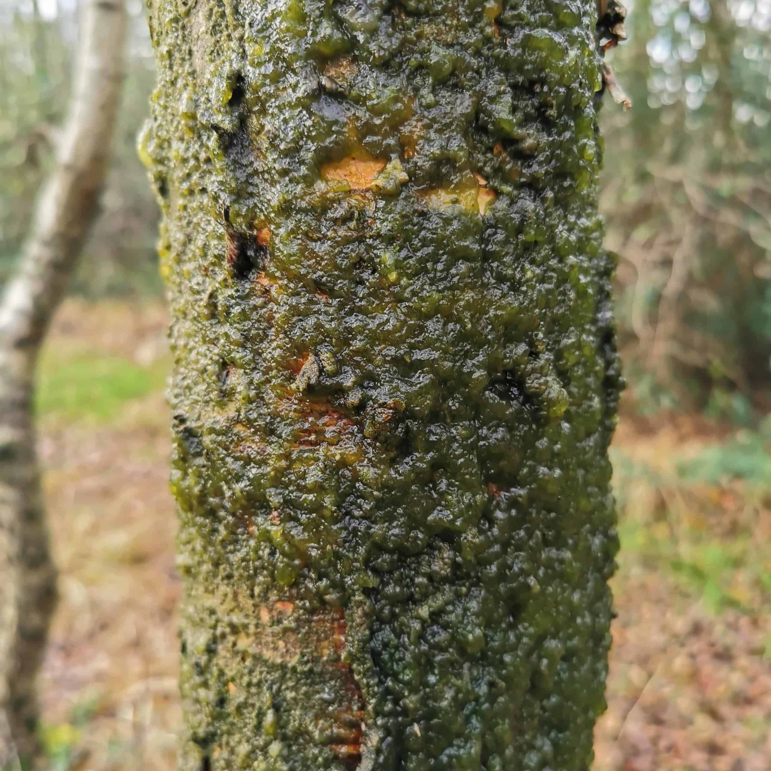 Ammonia emissions have caused this tree trunk to become covered with nitrogen-loving algal slime.