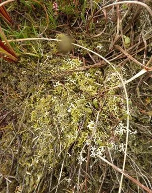 Unhealthy lichen which has been covered with nitrogen-loving algae.
