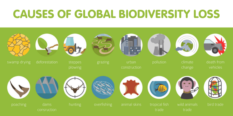Biodiversity loss infographic. Plants and animals destruction.