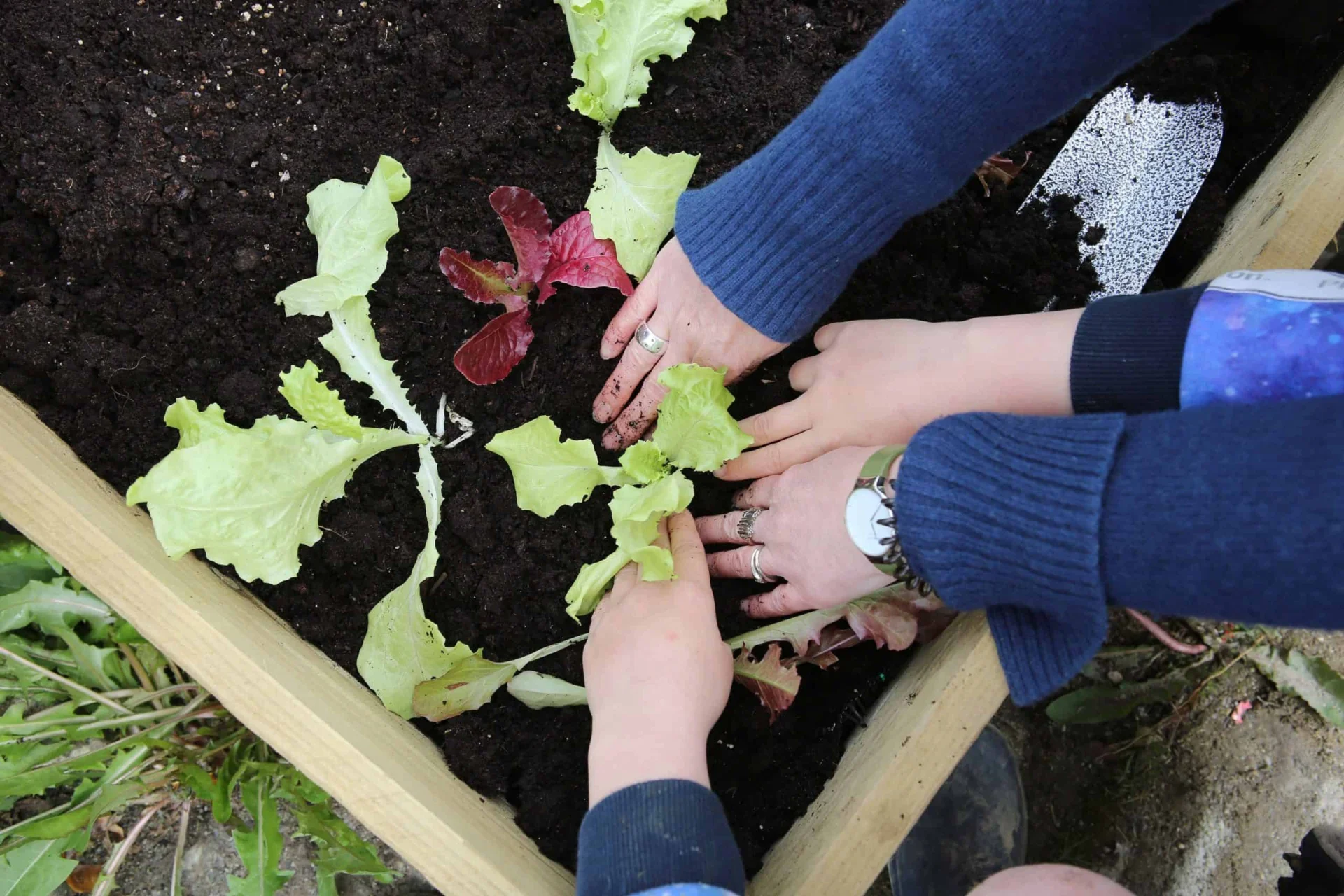 People planting lettuce