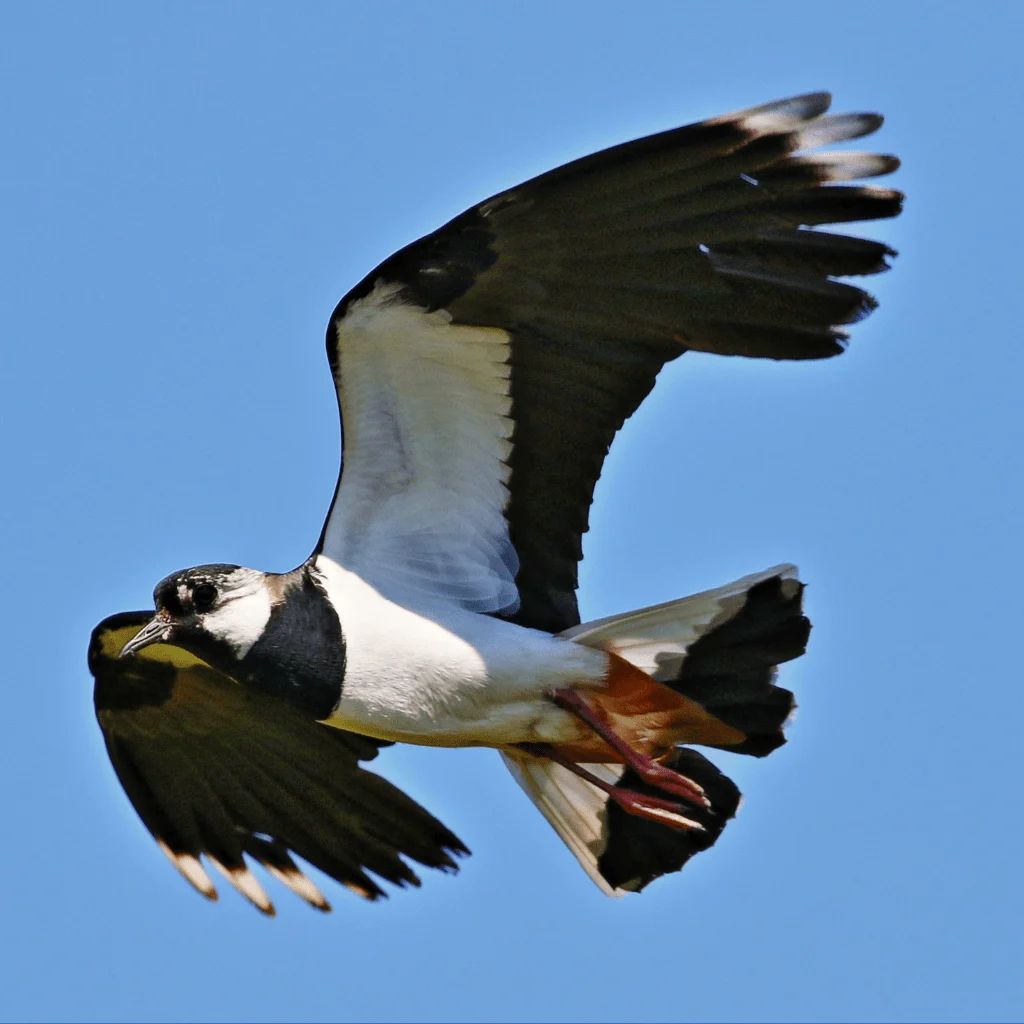Lapwing