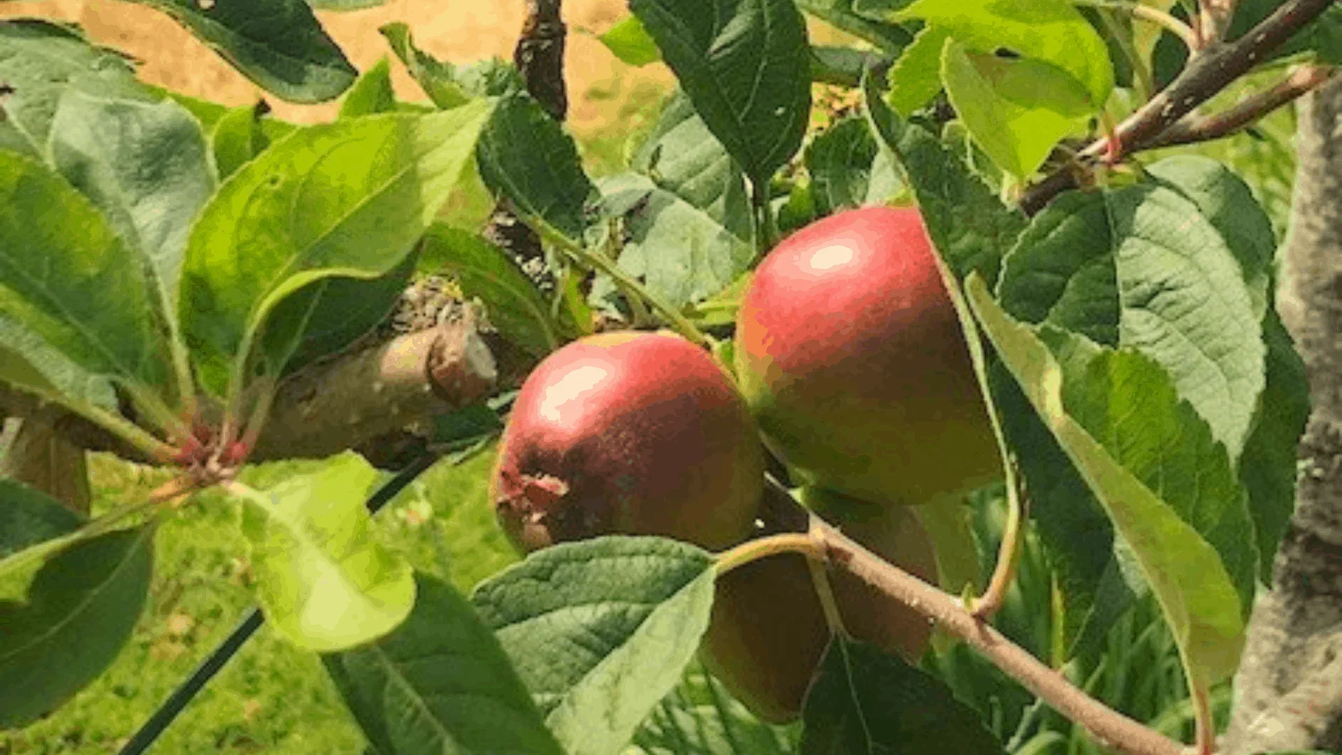 close up of two red apples on a leafy branch
