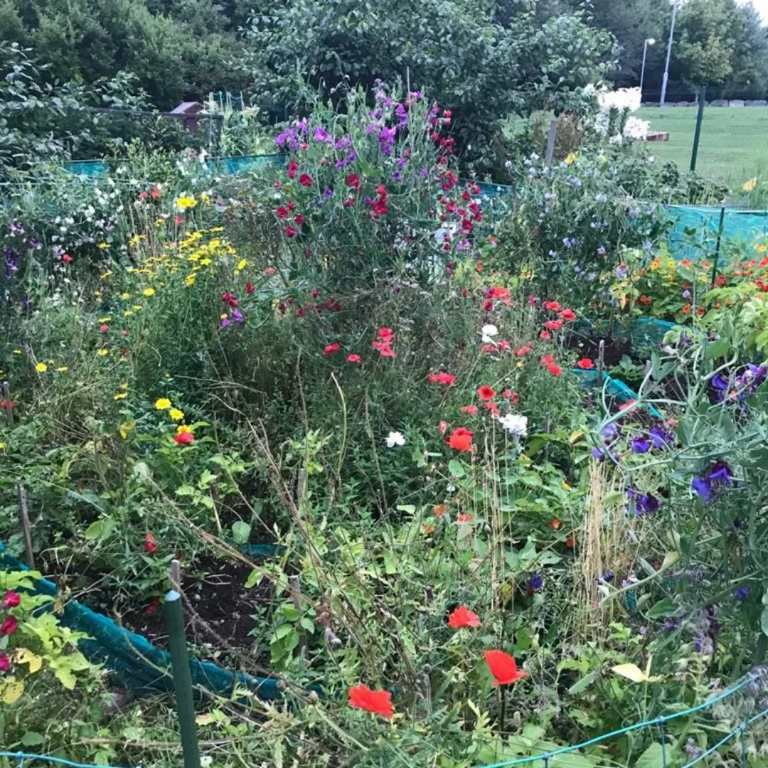 During the first lockdown I took on an allotment with my mother and my 2 boys aged 3 and 5 as we did not have a garden.