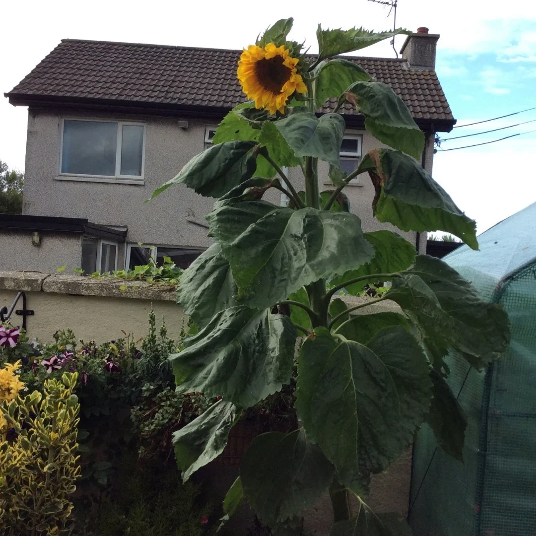 I grew this sunflower to over 10ft high.