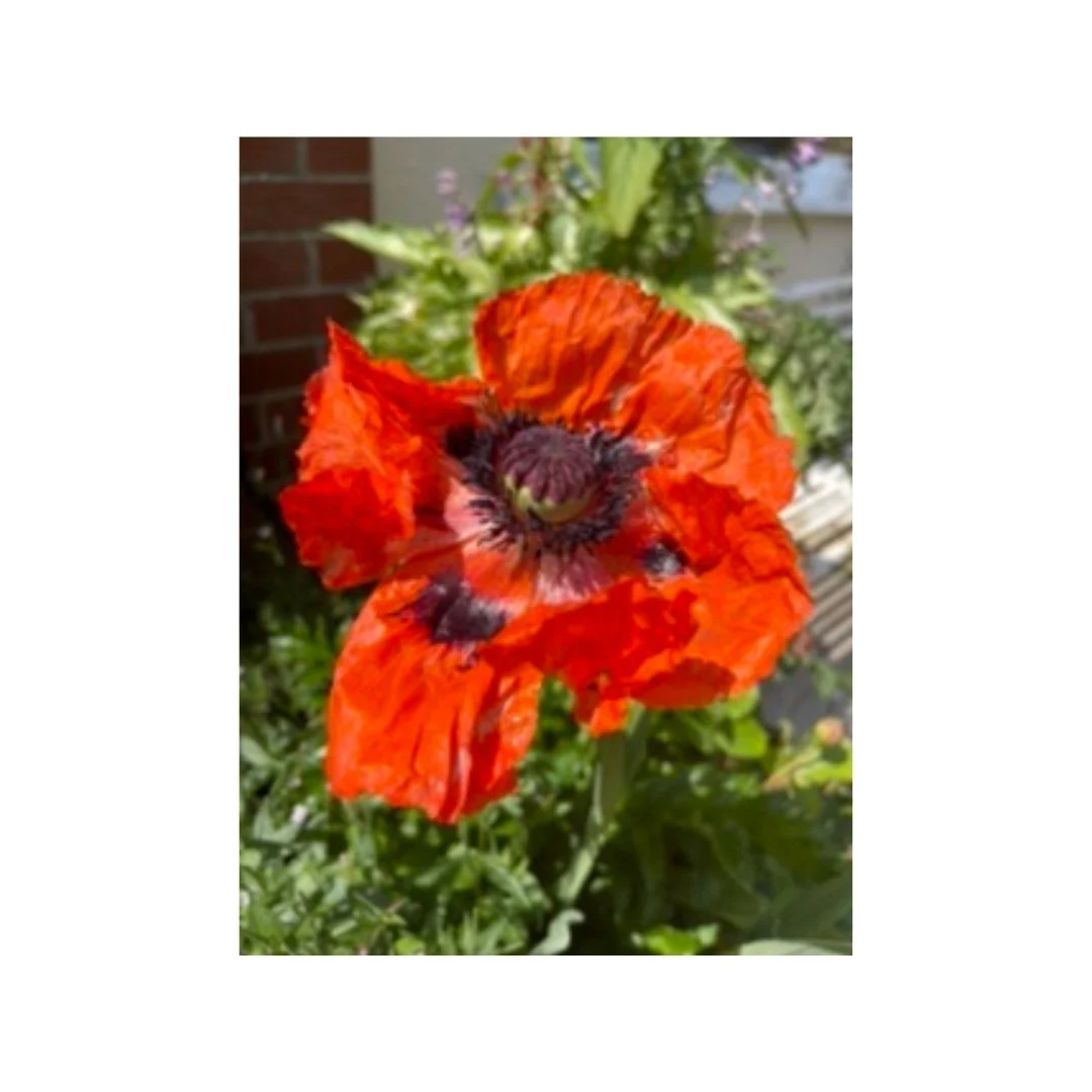 I grow flowers every year to encourage bees and butterflies.