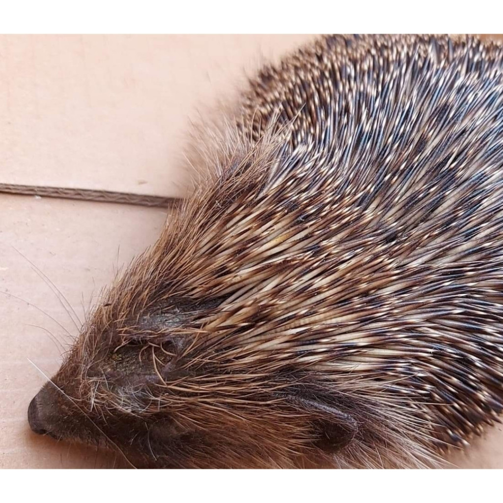 The hedgehog had been a victim of a dog attack so we took it to the rehabilitation centre.