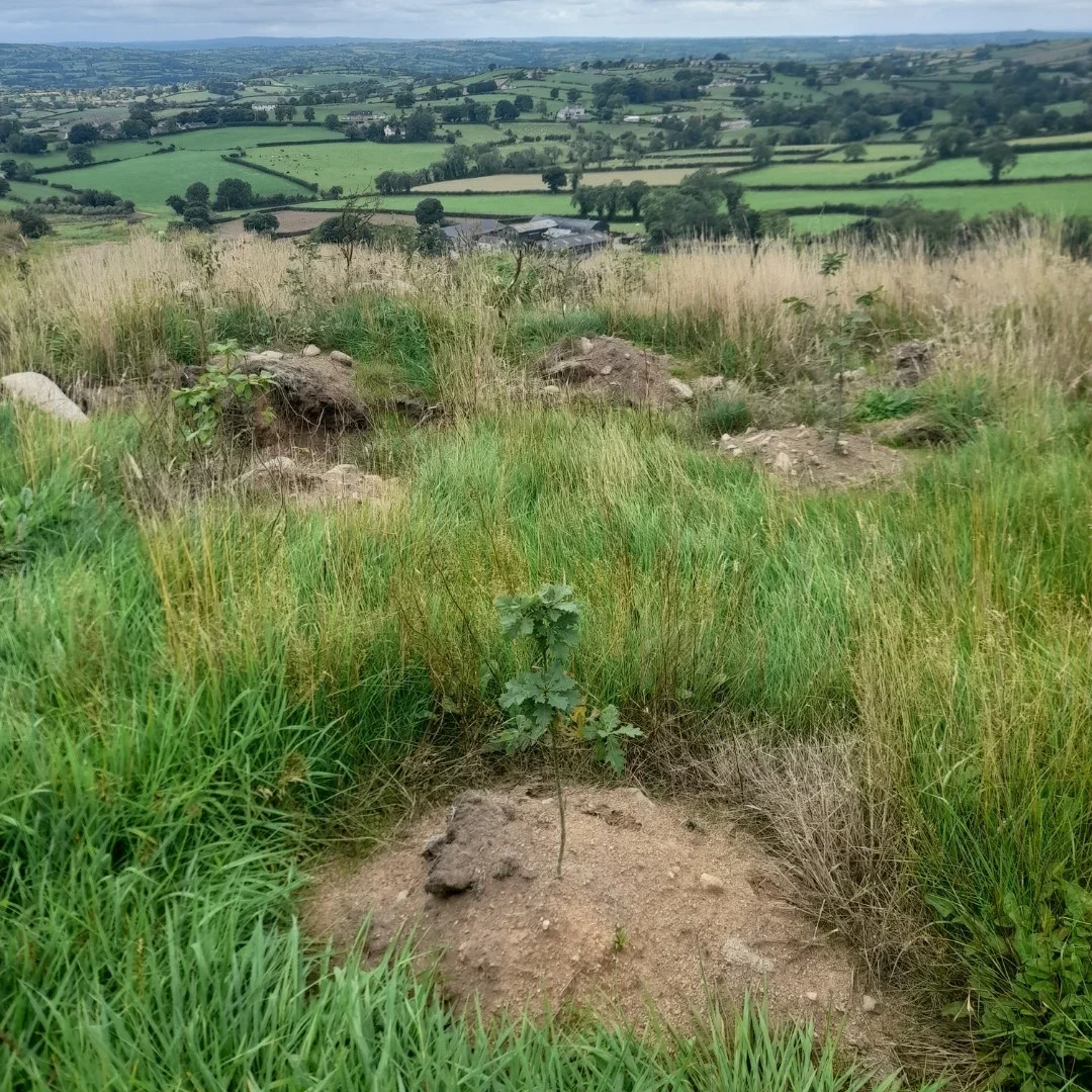 I used the forest expansion scheme to plant 24,000 native trees. I also created 2 new ponds to encourage wildlife and sowed a new wildflower meadow.