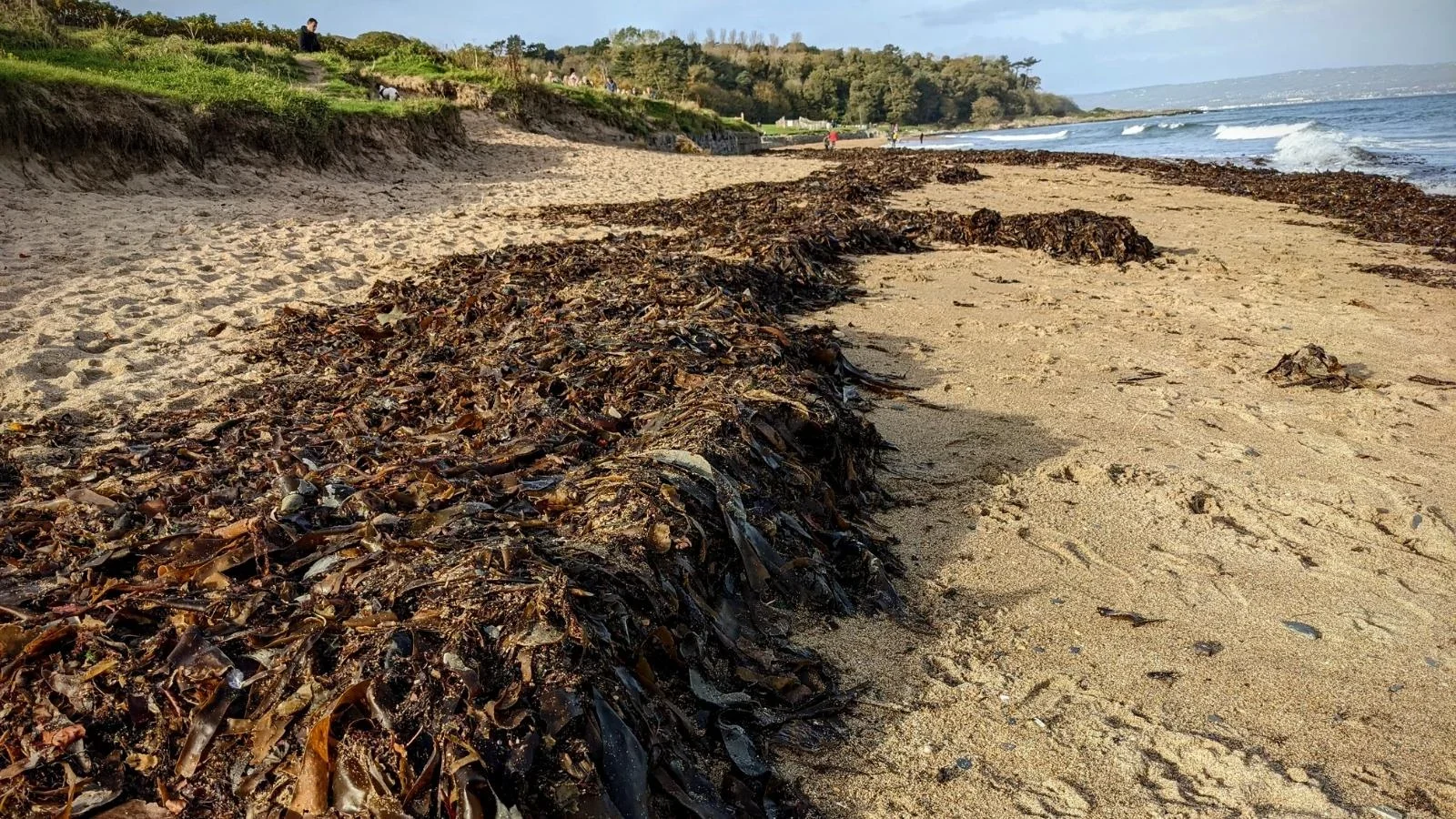 Driftweed is seaweed that has been washed ashore by the wind and sea.