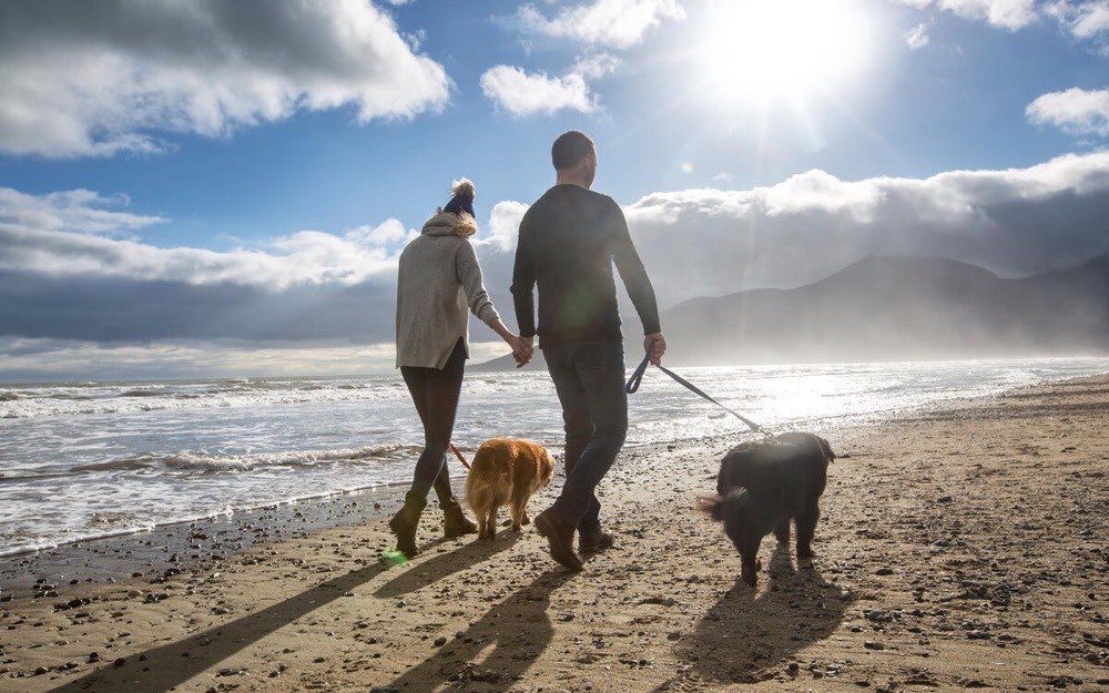 Two people walking two dogs along the tideline at Murlough beach, the Mourne Mountains in the distance