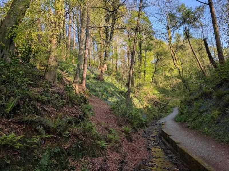 A surfaced woodland path running beside a stream through ferns and bluebells