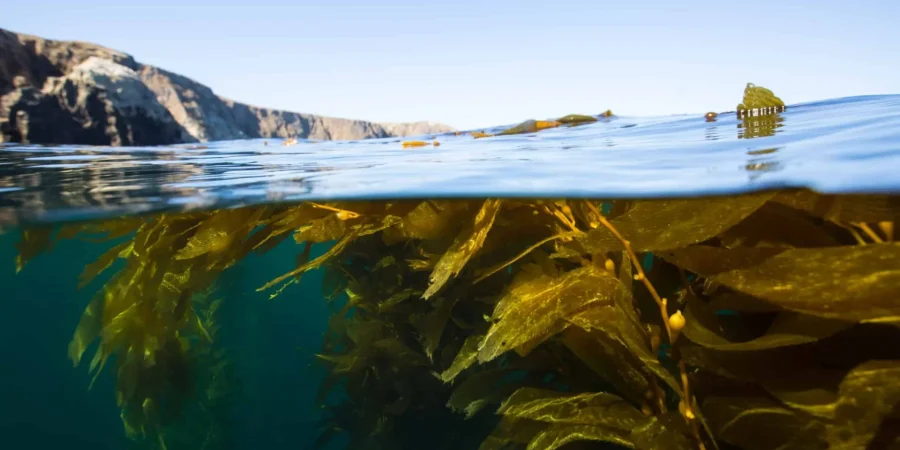 Kelp forest beauty of Anacapa Island, Channel Islands National Park.