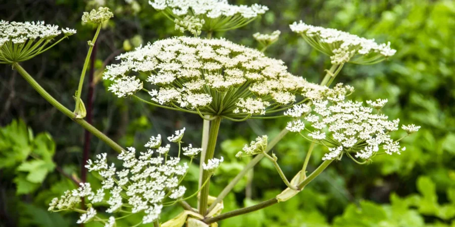 Poisonous plant Hogweed