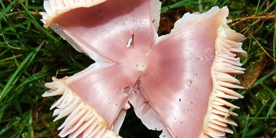 Pink Wax Cap