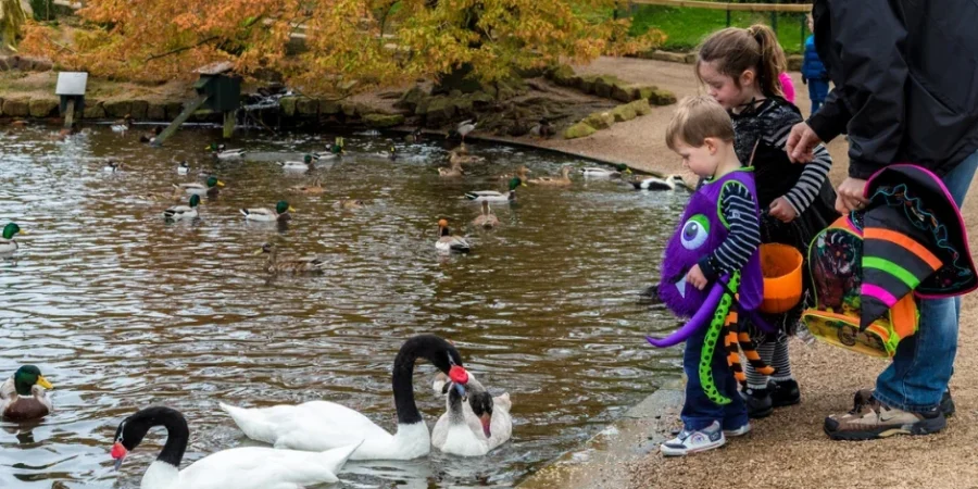 Pond at castle espie with wildlife including swans and ducks. Children and man are feeding the animals.