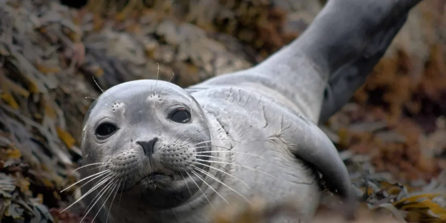 Marine Conservation and Disturbance