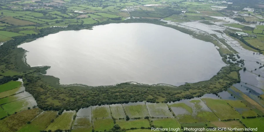 Portmore Lough Lapwing Recovery