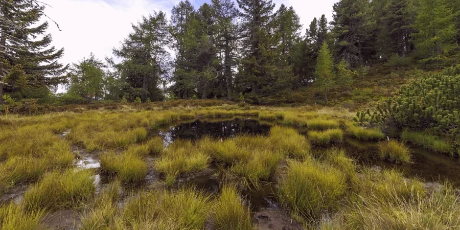 Raised bog
