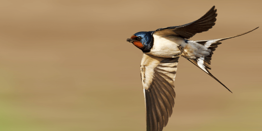 Migrating Birds Swallow