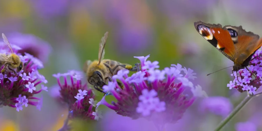 How you can help nature thrive