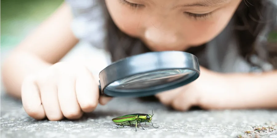 Amazing Insects