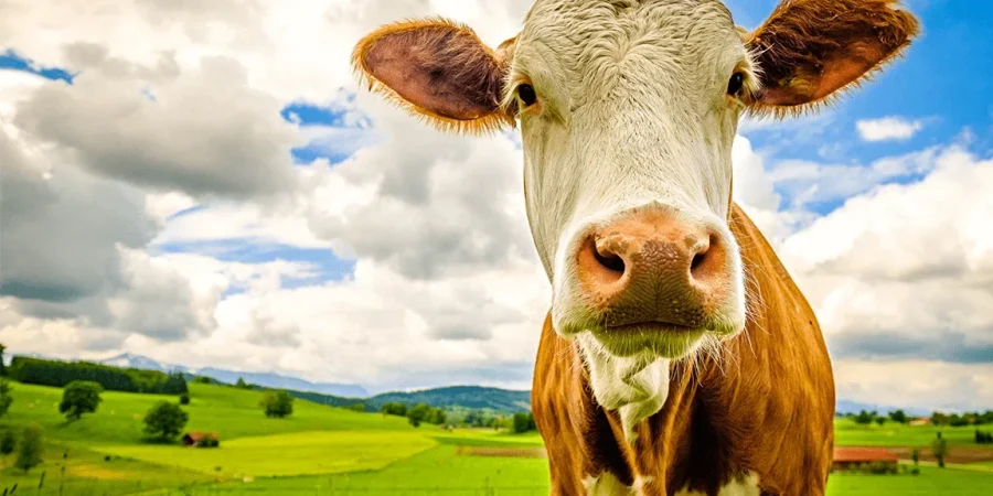 Dairy Farming