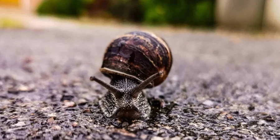 What Can Bugs Tell Us About Our Water Quality