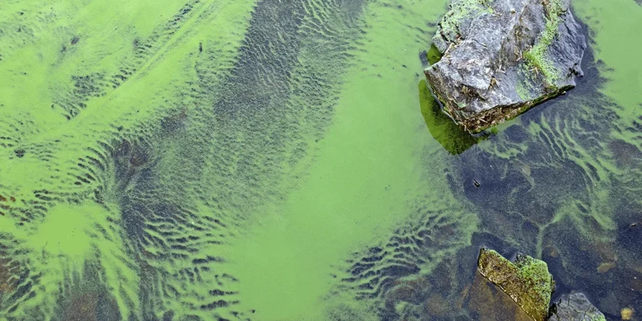Water Pollution